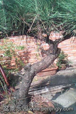 IMG0503A.jpg