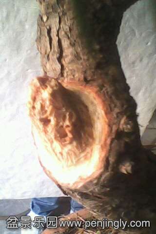 IMG0505A.jpg