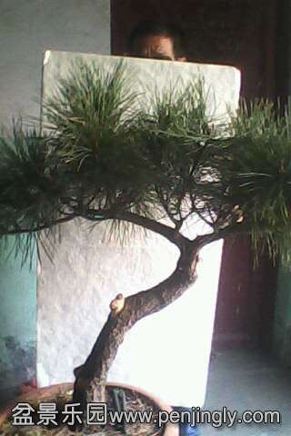 IMG0506A.jpg