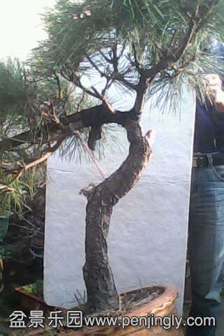 IMG0507A.jpg