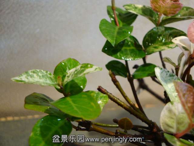 DSC04142.JPG