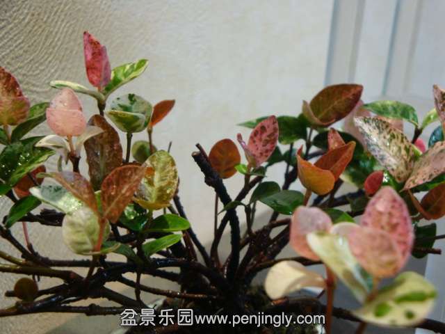 DSC04134.JPG