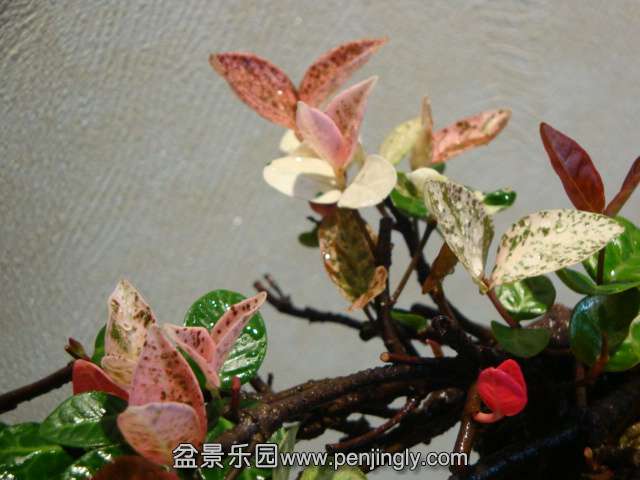 DSC04135.JPG