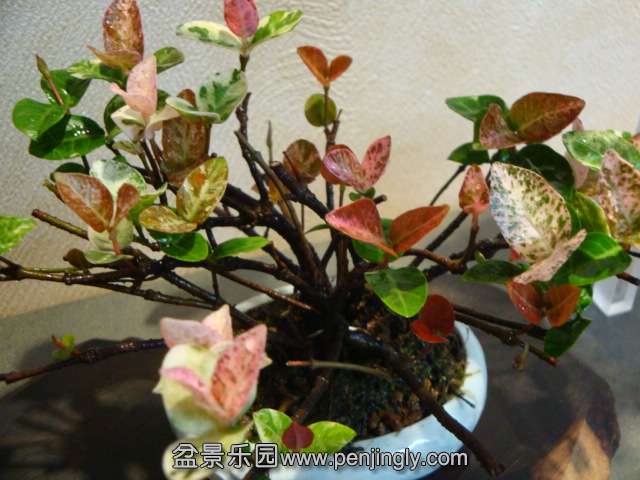 DSC04136.JPG