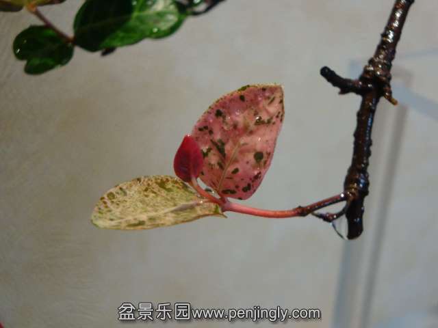 DSC04137.JPG