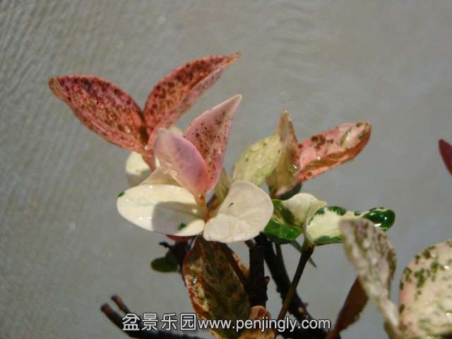 DSC04138.JPG