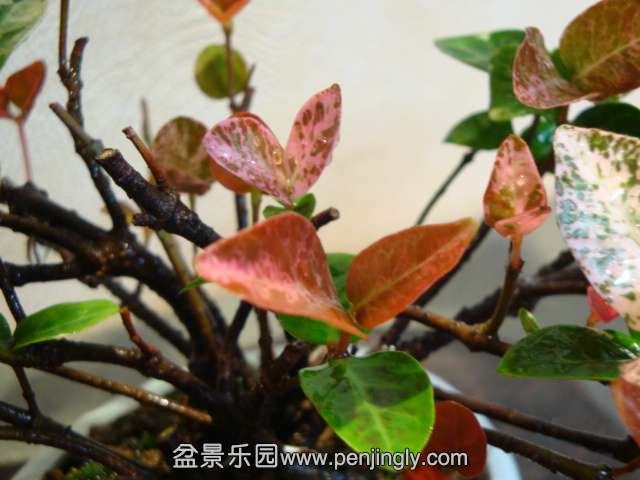 DSC04140.JPG