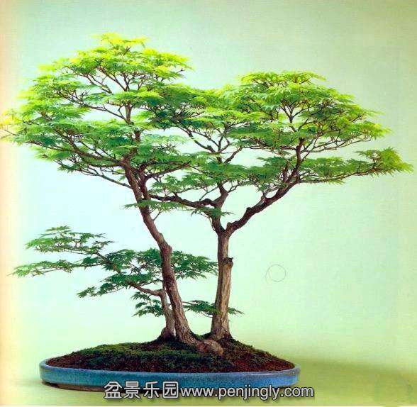 top_bonsai_20111228_1919780321.jpg