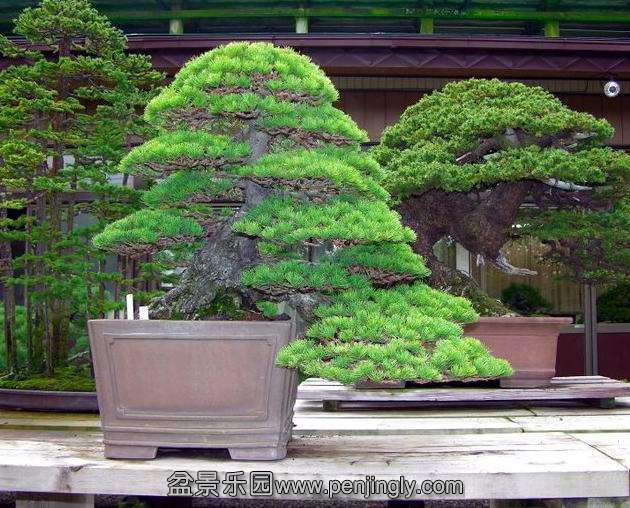 top_bonsai_20111228_1658978399.jpg