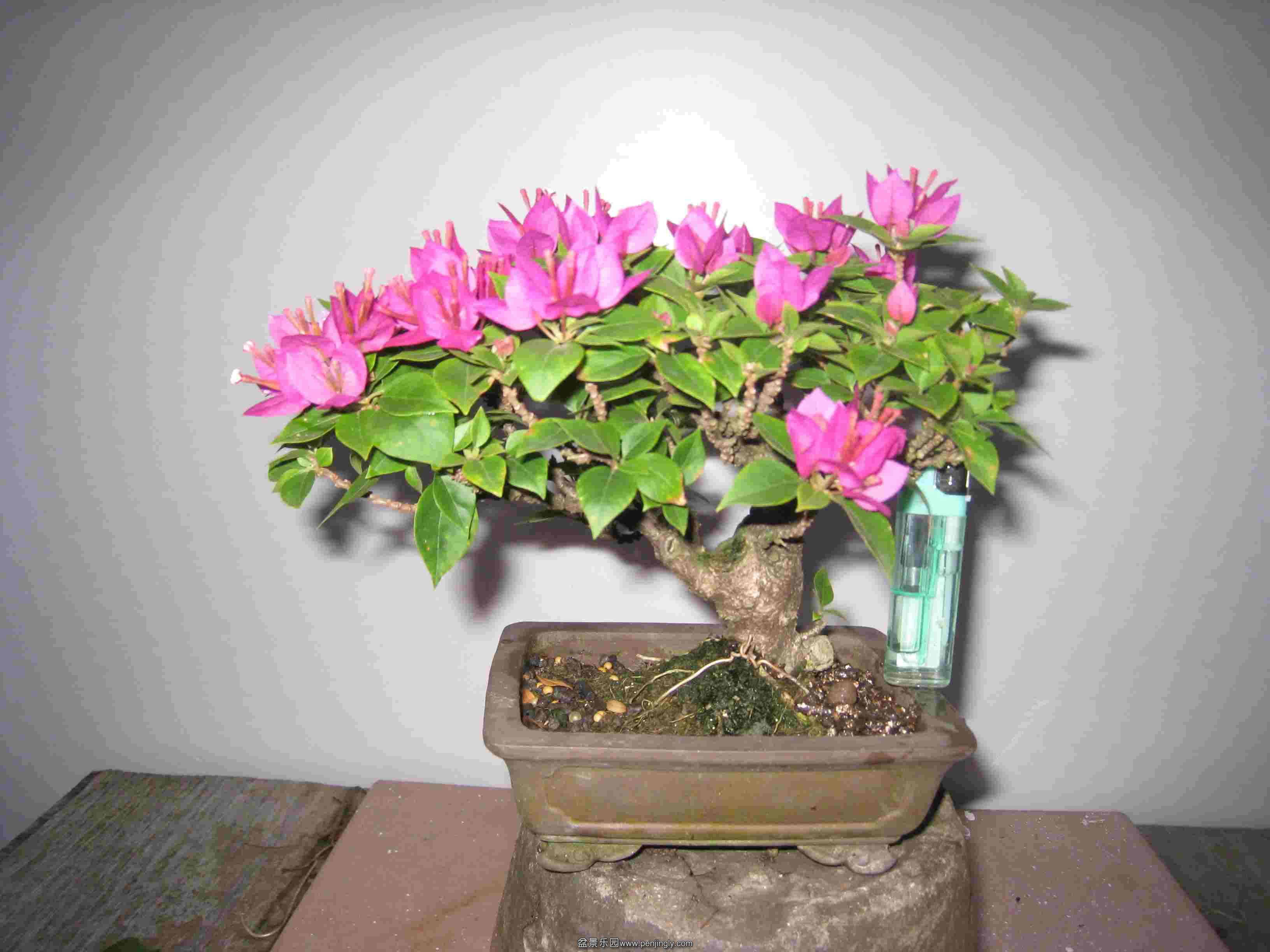IMG_5555.JPG