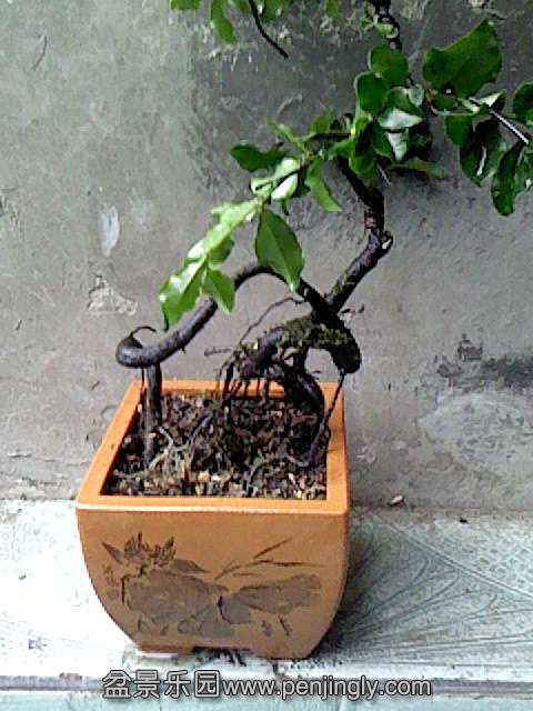 IMG0150A.jpg