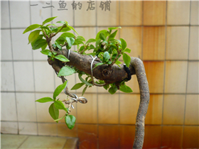 P1140425.JPG