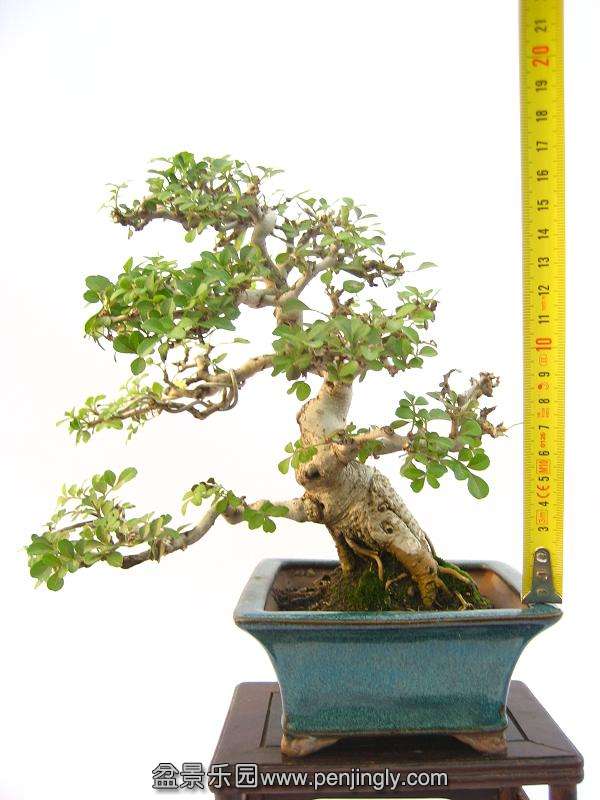 ߴ綼20cm