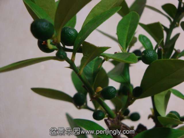 DSC05885.JPG