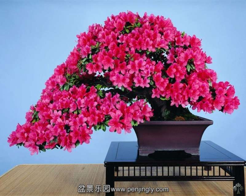 bonsai_tree_in_bloom_1_20121208_1002918146.jpg