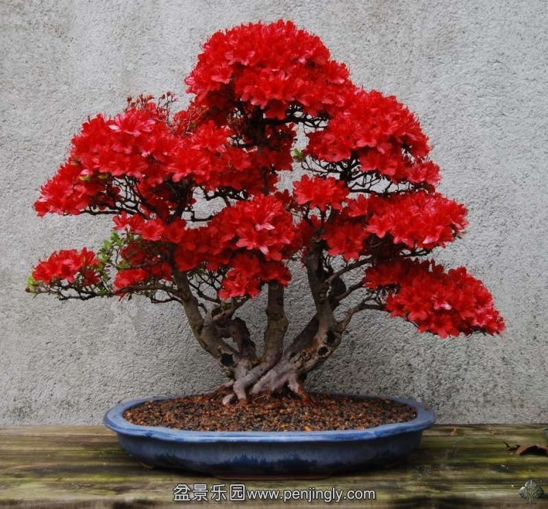 red_bonsai_by_peter_krebs_1_20121226_2097570323.jpg