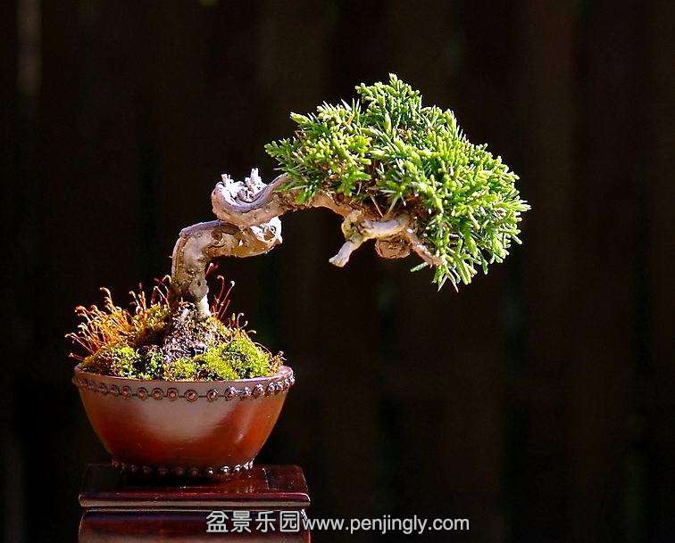 shohin_31_20111228_1489341826.jpg