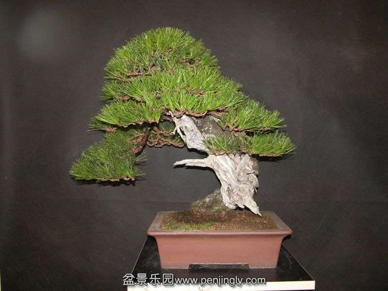 Japanese-Black-Pine.jpg
