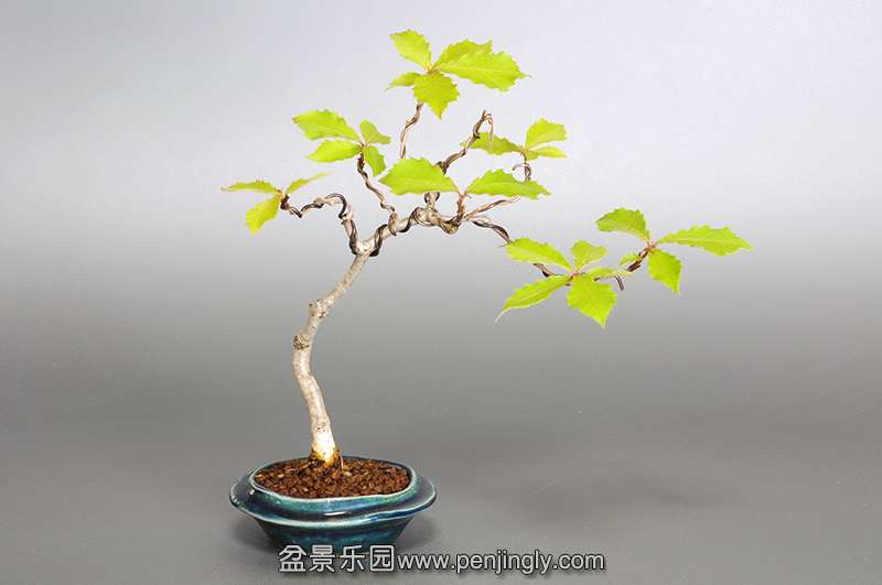 bonsai-1.jpg14.jpg