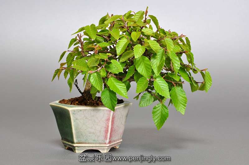 bonsai-1.jpg18.jpg