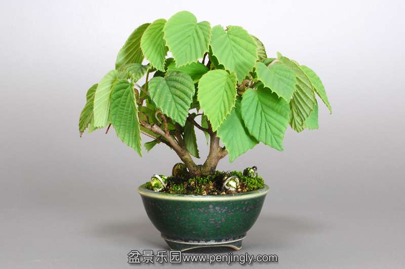 bonsai-1.jpg24.jpg