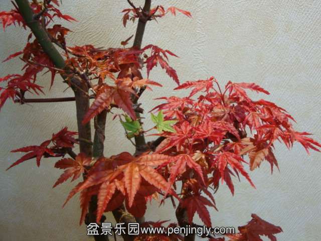 DSC06043.JPG