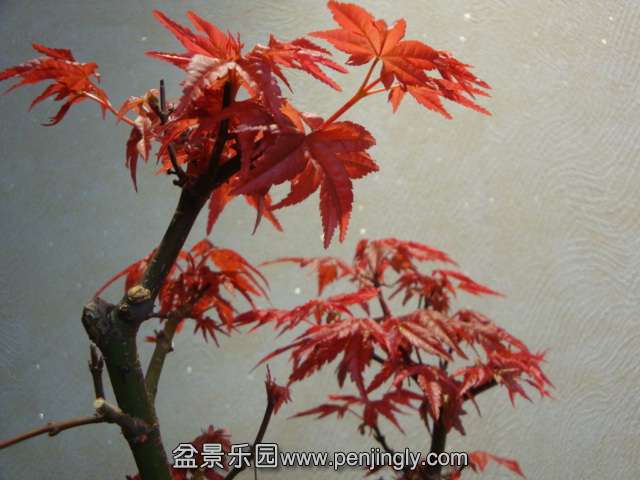 DSC06044.JPG