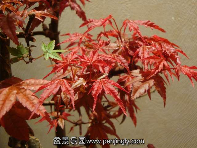 DSC06047.JPG