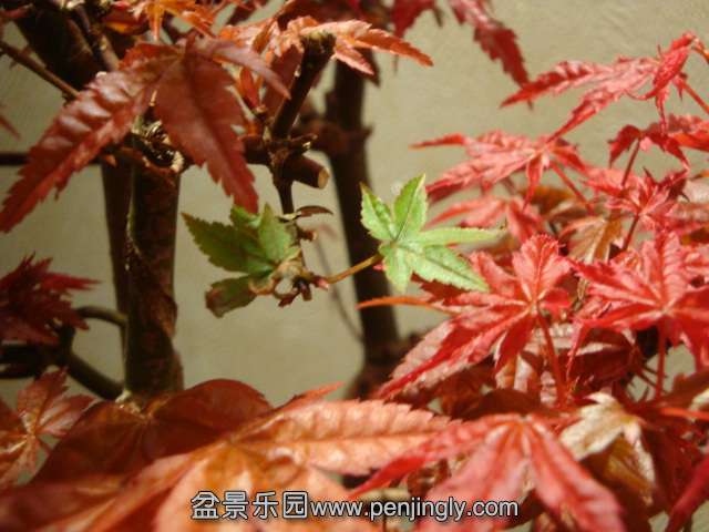 DSC06048.JPG