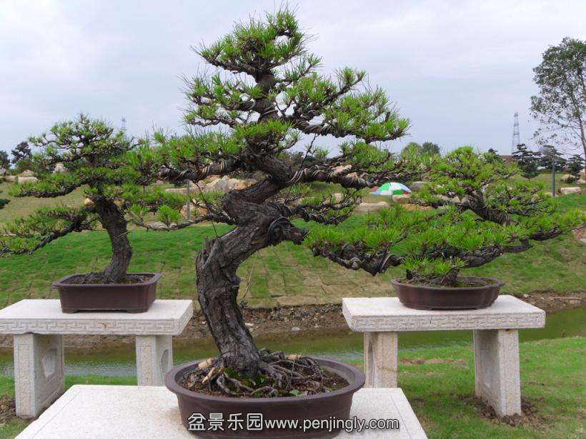 SDC12909.JPG