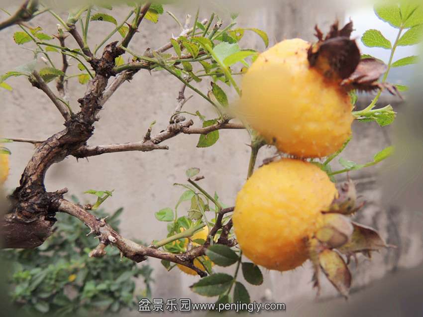DSCN1632_.jpg