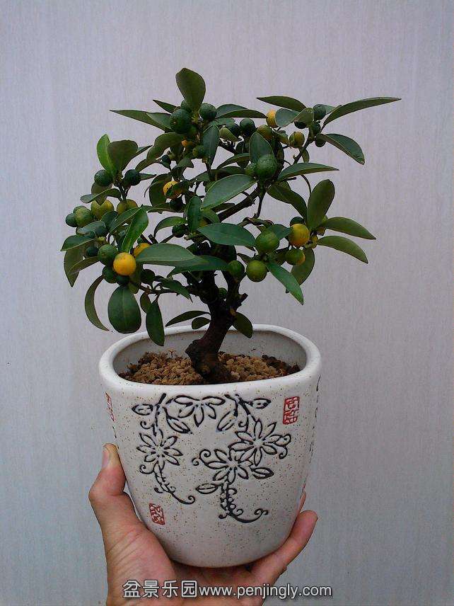 IMG1110144901.jpg