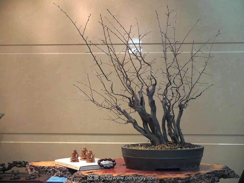 多杆母老鸦柿 (3).jpg