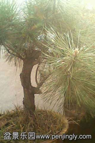 IMG0546A.jpg