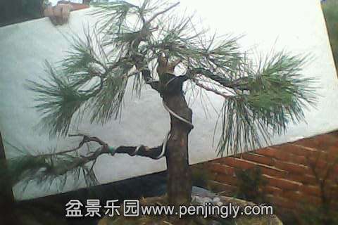 IMG0549A.jpg