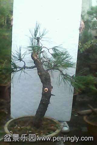 IMG0558A.jpg