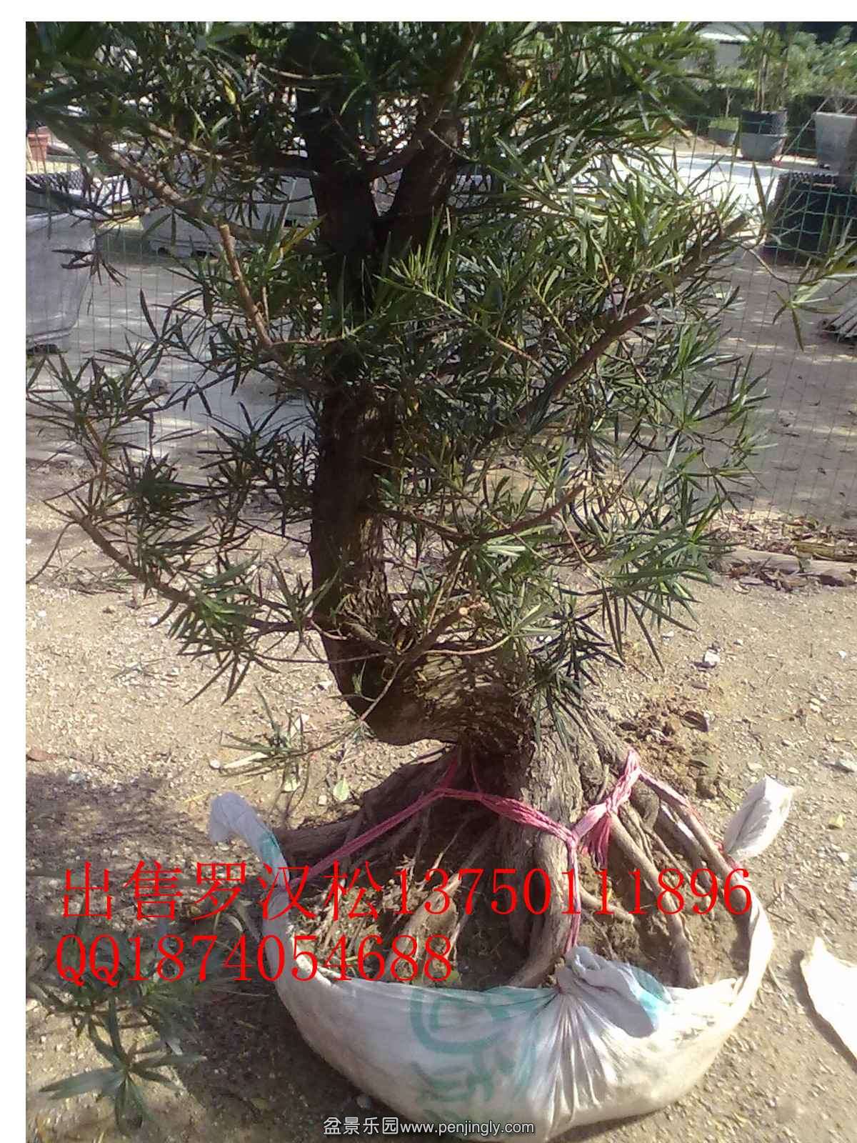 20131115341.jpg