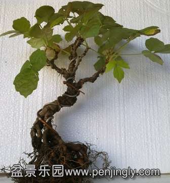 201311161530.jpg