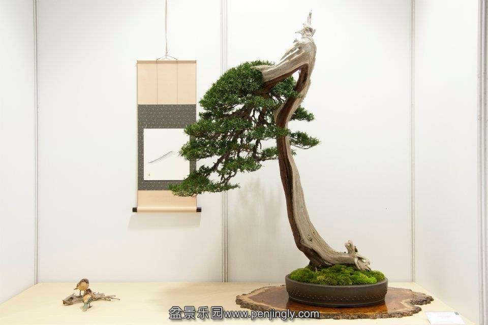 Taxus Andres Alvarez Iglesias.jpg