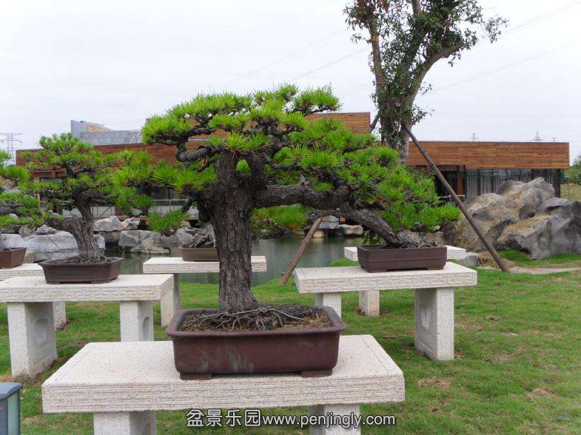 SDC12913.JPG