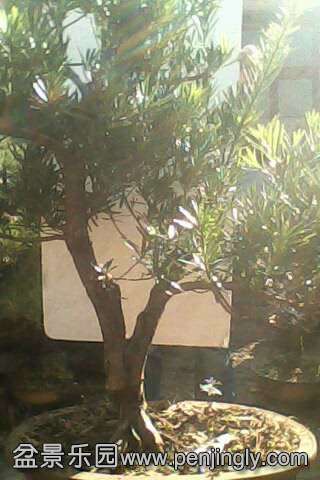IMG0574A.jpg