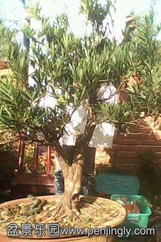IMG0575A.jpg