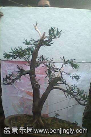 IMG0576A.jpg