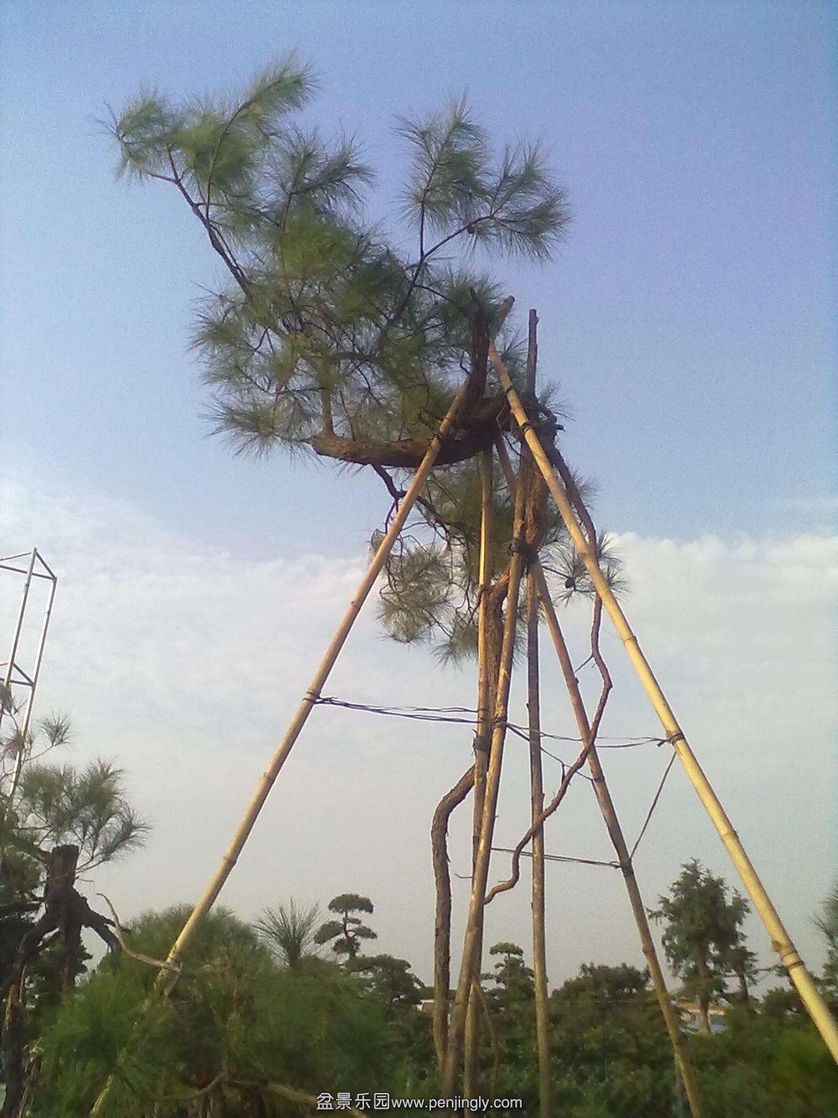 00003833.jpg
