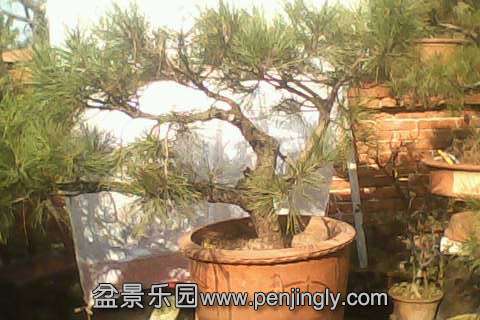 IMG0579A.jpg