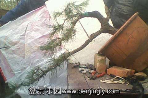 IMG0581A.jpg
