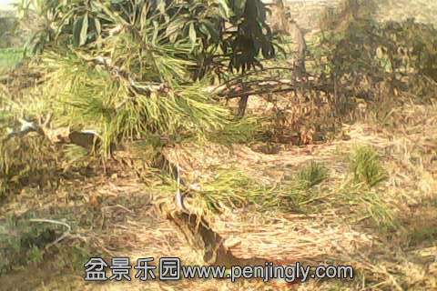 IMG0624A.jpg