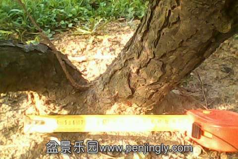 IMG0599A.jpg