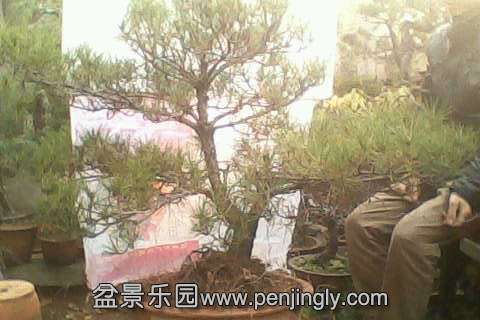 IMG0648A.jpg
