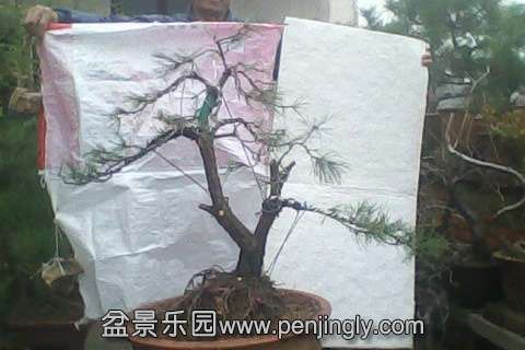 IMG0658A.jpg